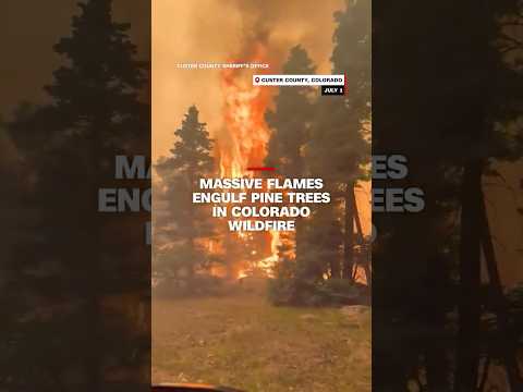 Massive flames engulf pine trees in Colorado wildfire