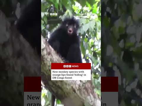 New monkey species with orange lips found ‘hiding’ in DR Congo forest. #BBCNews