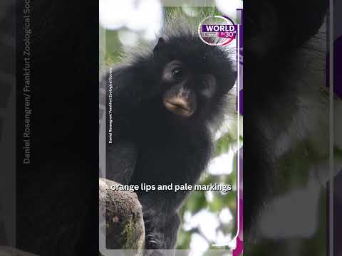 New monkey species discovered in forests of DR Congo