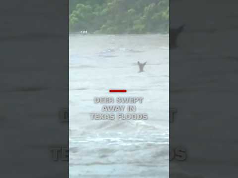Deer swept away in Texas floods
