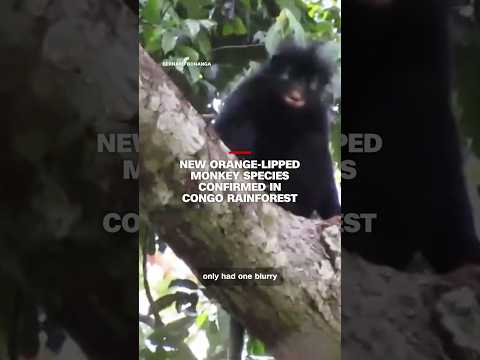 New orange-lipped monkey species confirmed in Congo rainforest