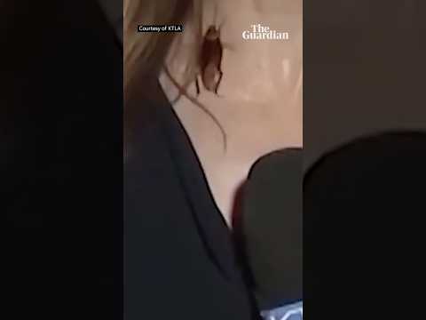 Cockroach crawls on KLTA reporter during live broadcast