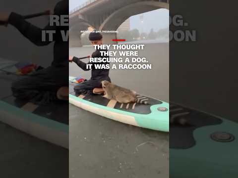 They thought they were rescuing a dog. It was a raccoon
