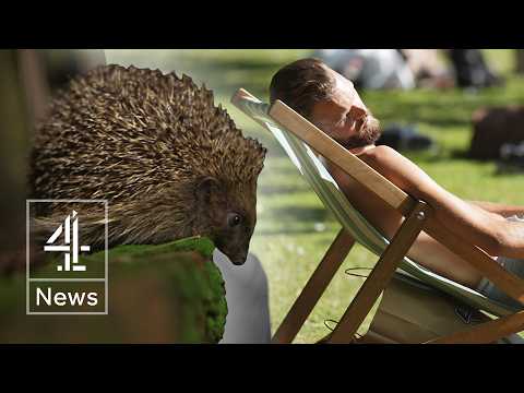 ‘Don’t let hedgehogs die out’ warning amid heatwave risk
