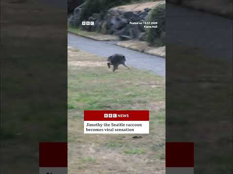 Jimothy the Seattle raccoon becomes viral sensation. #BBCNews
