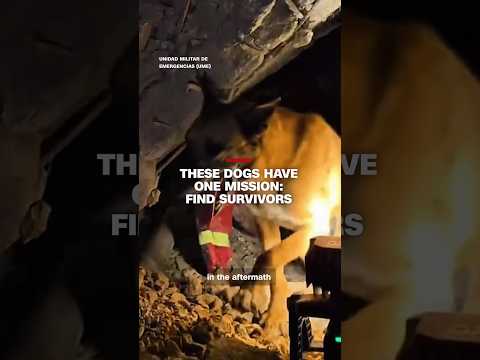 These dogs have one mission: Find survivors