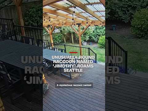 Unusually round raccoon named ‘Jimothy’ roams Seattle
