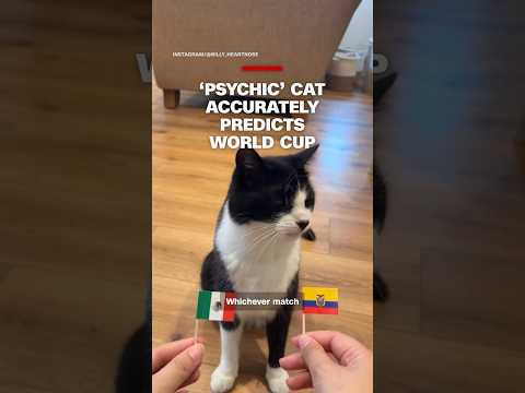 ‘Psychic’ cat accurately predicts World Cup