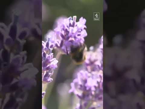 Bumblebees at risk due to heatwaves