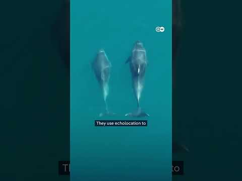 Black Sea dolphins under threat amid Ukraine war | DW News