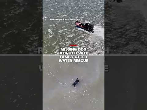 Missing dog reunited with family after water rescue