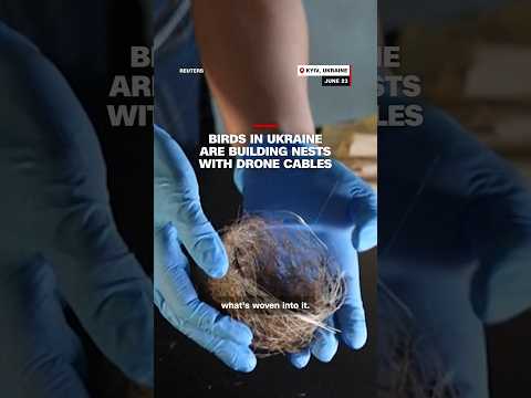 Birds in Ukraine are building nests with drone cables