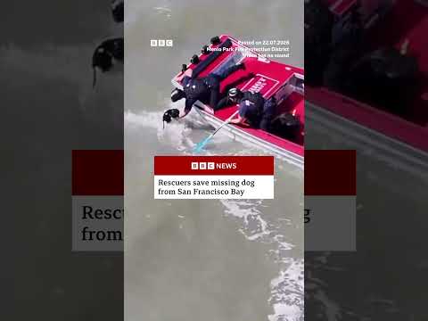 Missing dog rescued in San Francisco Bay. #BBCNews