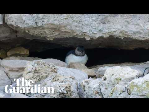 First ‘puffling’ sighting in three decades give hope for Dorset’s struggling puffin colony