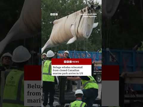 Beluga whales relocated from closed Canadian marine park arrive in US. #BelugaWhale #Whales #BBCNews