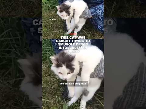 This cat was caught trying to smuggle drugs into a Russian prison
