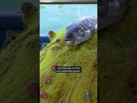 The fish taking over the Mediterranean Sea | DW News