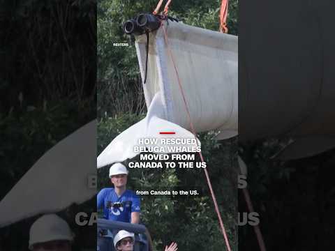 How rescued beluga whales moved from Canada to the US