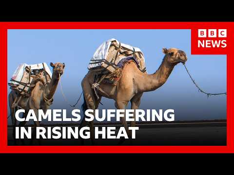 African camels are dying from high heat | BBC News