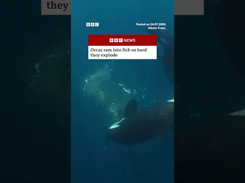 Orcas ram into fish so hard they explode. #BBCNews