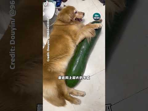 Why are pets in China hugging big winter melons?
