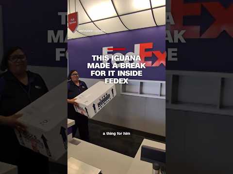 This iguana made a break for it inside FedEx