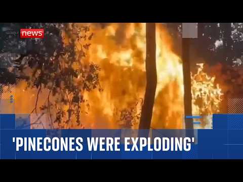 ‘Exploding pinecones’ exacerbating wildfires in France, says eyewitness