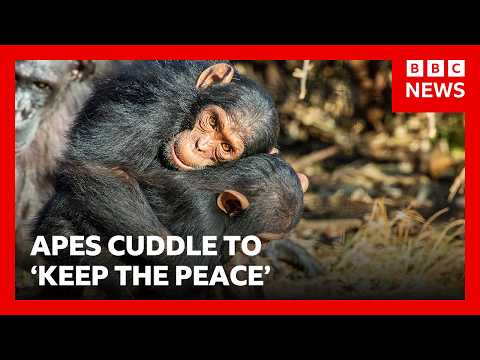 Great Apes kiss and cuddle to keep the peace, says study | BBC News