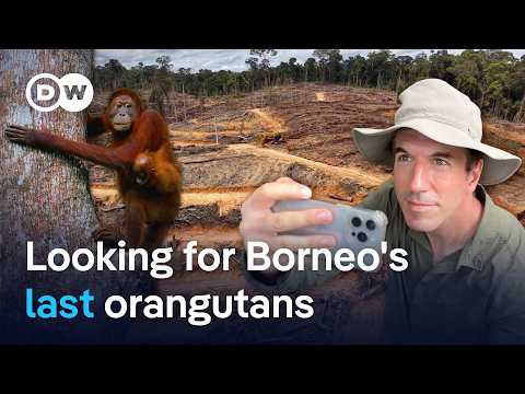 Inside the battle to protect Borneo’s last orangutans | DW Reporter
