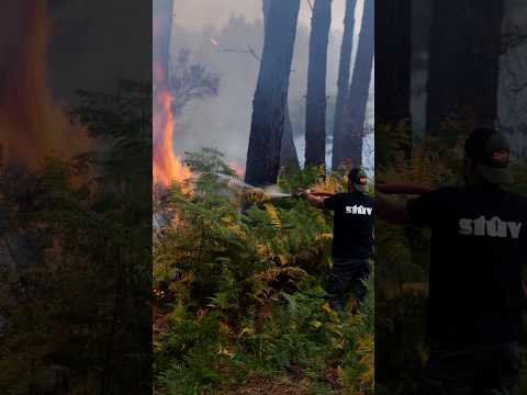 The relentless battle against France’s wildfires | DW News