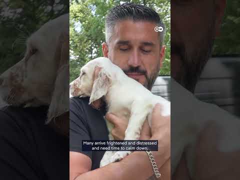 Saving the animals left behind by France’s wildfires | DW News