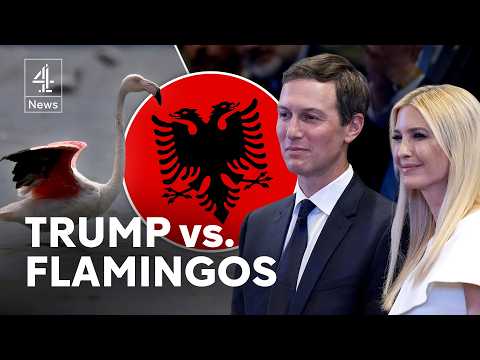 Trump and Kushner resort plan sparks ‘flamingo revolution’ in Albania