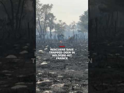 Rescuers save trapped deer in wildfire-hit France