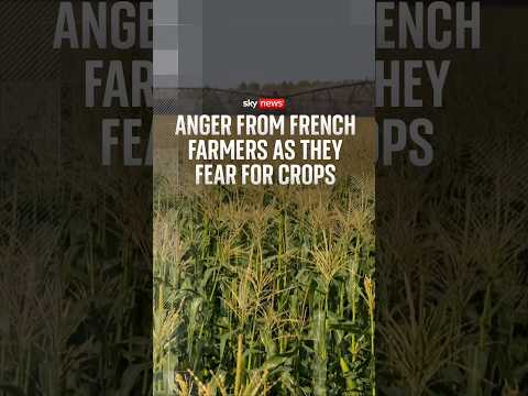 Anger from French farmers as they fear for crops