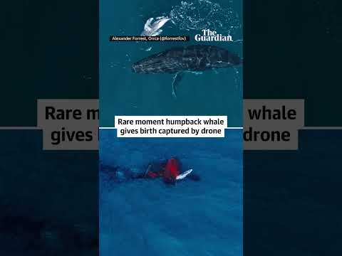 Rare moment humpback whale gives birth captured by drone