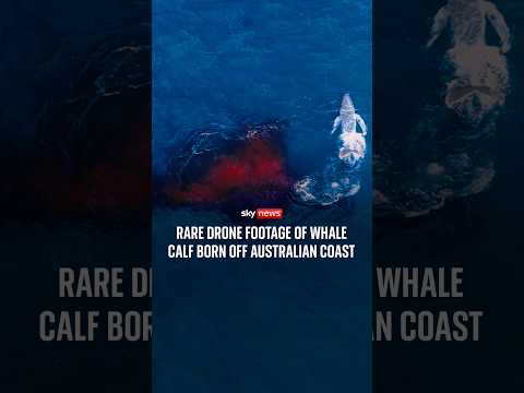Rare drone footage of whale calf born off Australian coast