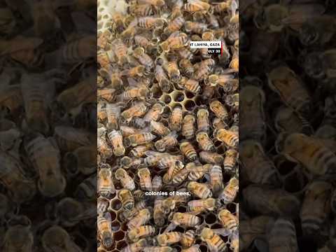 Gazan beekeepers struggle amid Israeli restrictions