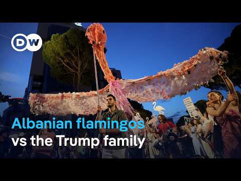 ‘Pink Flamingo’ protesters in Tirana demand resignation of PM Edi Rama | DW News