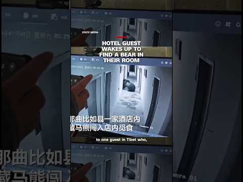 Hotel guest wakes up to find a bear in their room