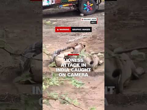 Lioness attack in India caught on camera