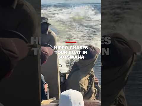 ‘Absolutely terrifying’ hippo chases tour boat in Botswana