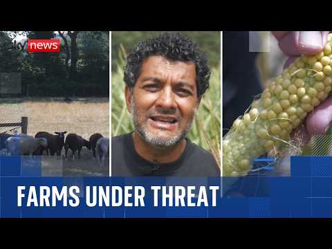UK heatwave matches 1995 record as farmers warn of food shortages