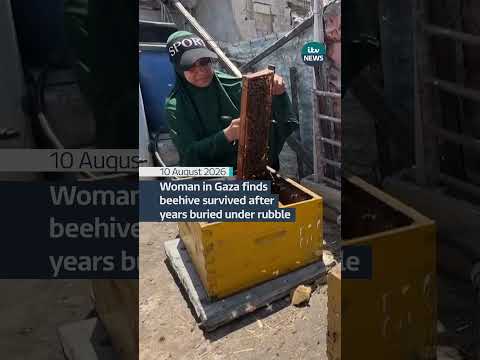 Beekeeper eturned to her home in northern Gaza to find one beehive had survived among the rubble.