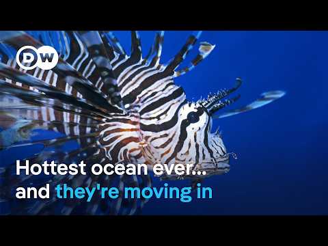 From warming seas to invasive species: What’s happening? | DW News