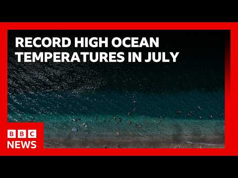 World’s oceans hit record-high July temperatures, EU’s climate monitoring service says | BBC News