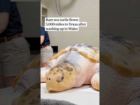 Rare sea turtle found in Rhosneigr, Wales flown 5,000 miles to Texas for treatment and release