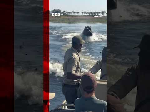 Tour boat chased down by Hippo in Botswana, Southern Africa  #BBCNews