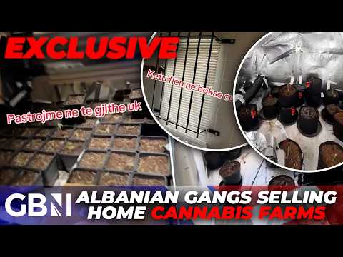 Albanian gangs turn UK homes into lucrative CRIMINAL ENTERPRISES with one-stop shop cannabis farms