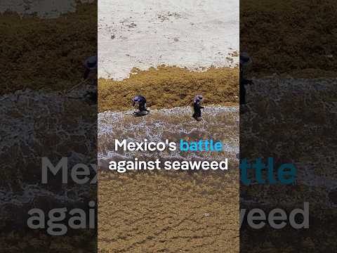 Mexico’s battle against seaweed | DW News