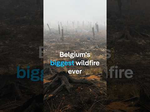 Belgium’s biggest wildfire ever | DW News